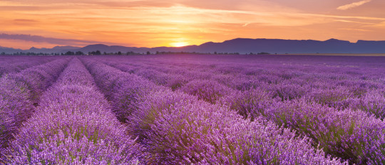 Apprendre le français en Provence