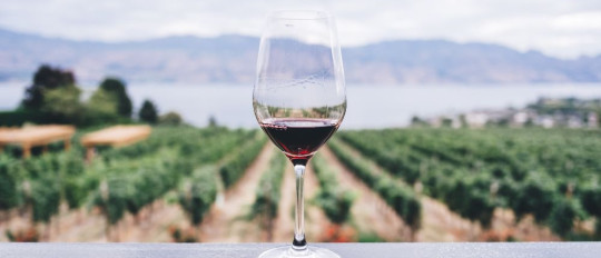 Dégustations de vin sur la Côte d'Azur : explorez les terroirs de Provence